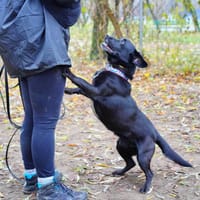 Brownie, pies do adopcji