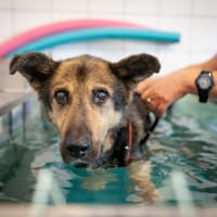Sindbad, pies do adopcji