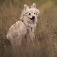 Peggy, suczka do adopcji