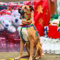 Karmel, pies do adopcji