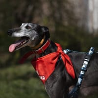 Hermes, pies do adopcji