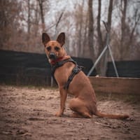 Czółko, pies do adopcji