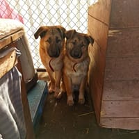 Libre, suczka do adopcji