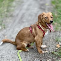 Abi, suczka do adopcji