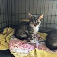 Raja, kotka do adopcji