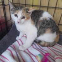 Edzia, kotka do adopcji