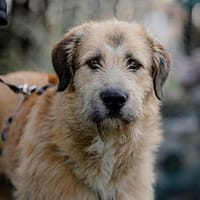 Wonneproppen Lapo sucht Zuhause, Hund zur Adoption