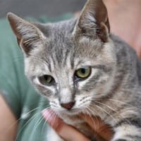 Möchten Sie Cocco sein Zuhause schenken?, Kater zur Adoption