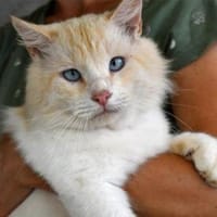 Traumkater Arturo sucht Zuhause, Kater zur Adoption