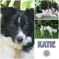 KATIE * hat Lust auf Leben, Hündin zur Adoption