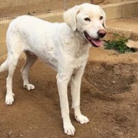Chopper sucht sein Traumzuhause, Hund zur Adoption