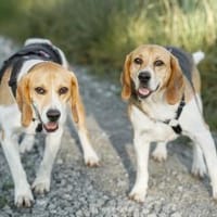 Mimoza und Mozart Piratenbrüder, Hund zur Adoption