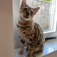 Neues Zuhause für Kisa und Taiga gesucht, Kater zur Adoption