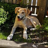 Hundekind sucht Bestplatz, Hündin zur Adoption