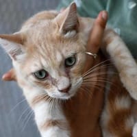 Möchten Sie Cristallo zu sich nehmen?, Kater zur Adoption