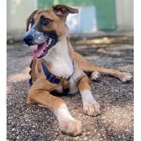 Jim Knopf - wartet in 92331 Parsberg, Hund zur Adoption