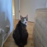 Verschmuste Katze Bibe, Katze zur Adoption