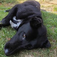 Nio - Toller Rüde auf PS in BW, Hund zur Adoption
