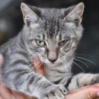 Coccolino sucht schönes Zuhause, Kater zur Adoption