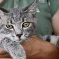 Cielo wünscht sich liebe Menschen, Kater zur Adoption