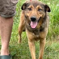 Cuno - zutraulich u. freundlich, Hund zur Adoption