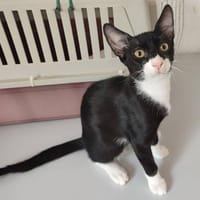 Klausi, Kater zur Adoption