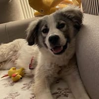 Willow - Zurückhaltender Rüde auf PS, Hund zur Adoption