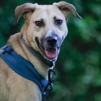 Familienhund sucht ihre Menschen, Hündin zur Adoption