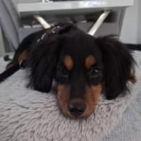 Bonnie - Tolle Hündin auf PS in NRW, Hündin zur Adoption