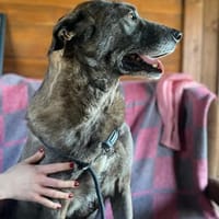 Ben - Sanfter Rüde auf PS in Berlin, Hund zur Adoption