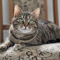ONI - geb. ca. 05/2020, Katze zur Adoption