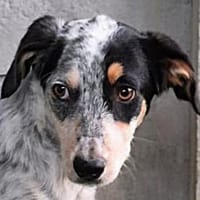 MALOU-wunderhübsche Jung-Hündin,43 cm, Hündin zur Adoption