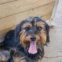 Momo möchte zu einer Familie reisen, Hund zur Adoption