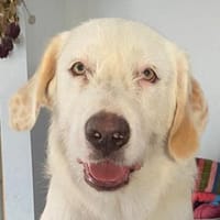 Merlino:-Darf ich Sie verzaubern?-, Hund zur Adoption