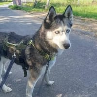 Maya H, Hündin zur Adoption