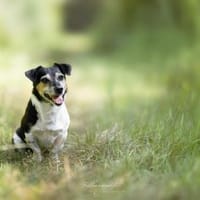 Tobi - menschenbezogen&freundlich, Hund zur Adoption