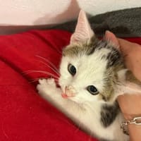 zuckersüßes Brudertrio in Lorch am Rhein, Kater zur Adoption