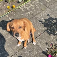 freundliche Hündin sucht Schmuseplatz, Hündin zur Adoption