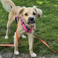 Toller Familienhund sucht ein Zuhause, Hund zur Adoption