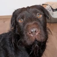 Zeb, Hund zur Adoption