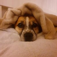 wunderschöne kline Rosi im Mammendorf, Hündin zur Adoption