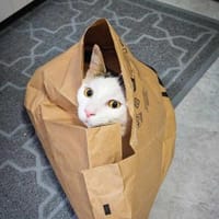 Putziger Val stellt sich vor, Kater zur Adoption