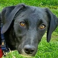 KABO-freundlicher Jung-Rüde, 47 cm, Hund zur Adoption