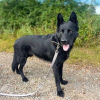 Karl - der kinderliebe, Hund zur Adoption