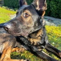Ares - der Wirbelwind, Hund zur Adoption