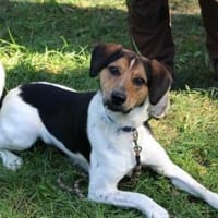 Boji sucht geduldige Besitzer, Hund zur Adoption