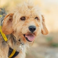 bezaubernder Yorry sucht Zuhause!, Hund zur Adoption