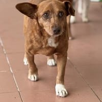 Ruhiger Rüde Thor, Hund zur Adoption