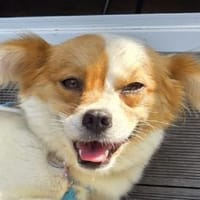 AMALIA-zuckersüße,liebe Hündin, 33 cm, Hündin zur Adoption