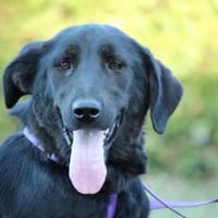 Hübsche Hazel sucht ein Zuhause...., Hündin zur Adoption